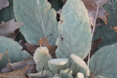 Verbascum thapsus