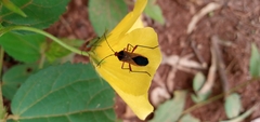 Hypselonotus bitrianguliger