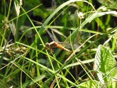 Erythrodiplax melanorubra