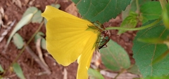 Hypselonotus bitrianguliger