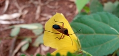 Hypselonotus bitrianguliger