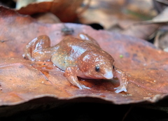 Synapturanus mirandaribeiroi