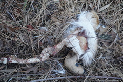 Odocoileus virginianus