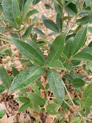 Osmanthus