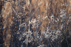 Eupatorium serotinum
