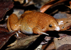 Synapturanus mirandaribeiroi