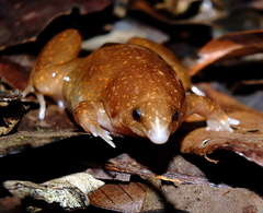 Synapturanus mirandaribeiroi