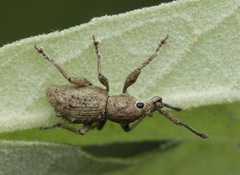 Ecrizothis inaequalis