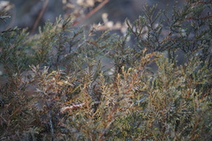 Juniperus virginiana