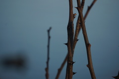 Robinia pseudoacacia