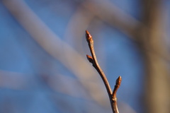 Liquidambar styraciflua