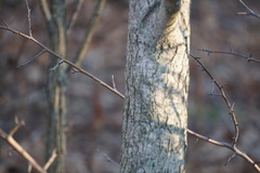 Liquidambar styraciflua