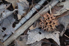 Liquidambar styraciflua