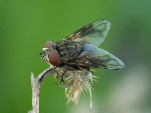 Phasia subcoleoptrata