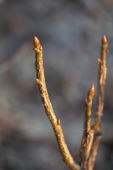 Liquidambar styraciflua