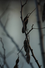 Robinia pseudoacacia