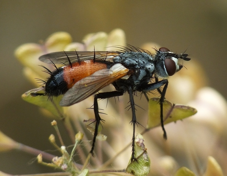 Cylindromyia crassa