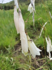 Dierama argyreum