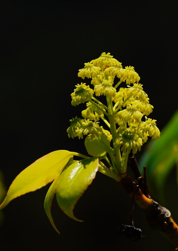 Trochodendron aralioides Siebold & Zucc.