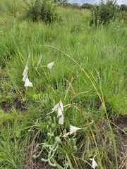 Dierama argyreum