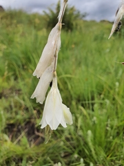 Dierama argyreum