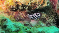 Phyllidiella pustulosa