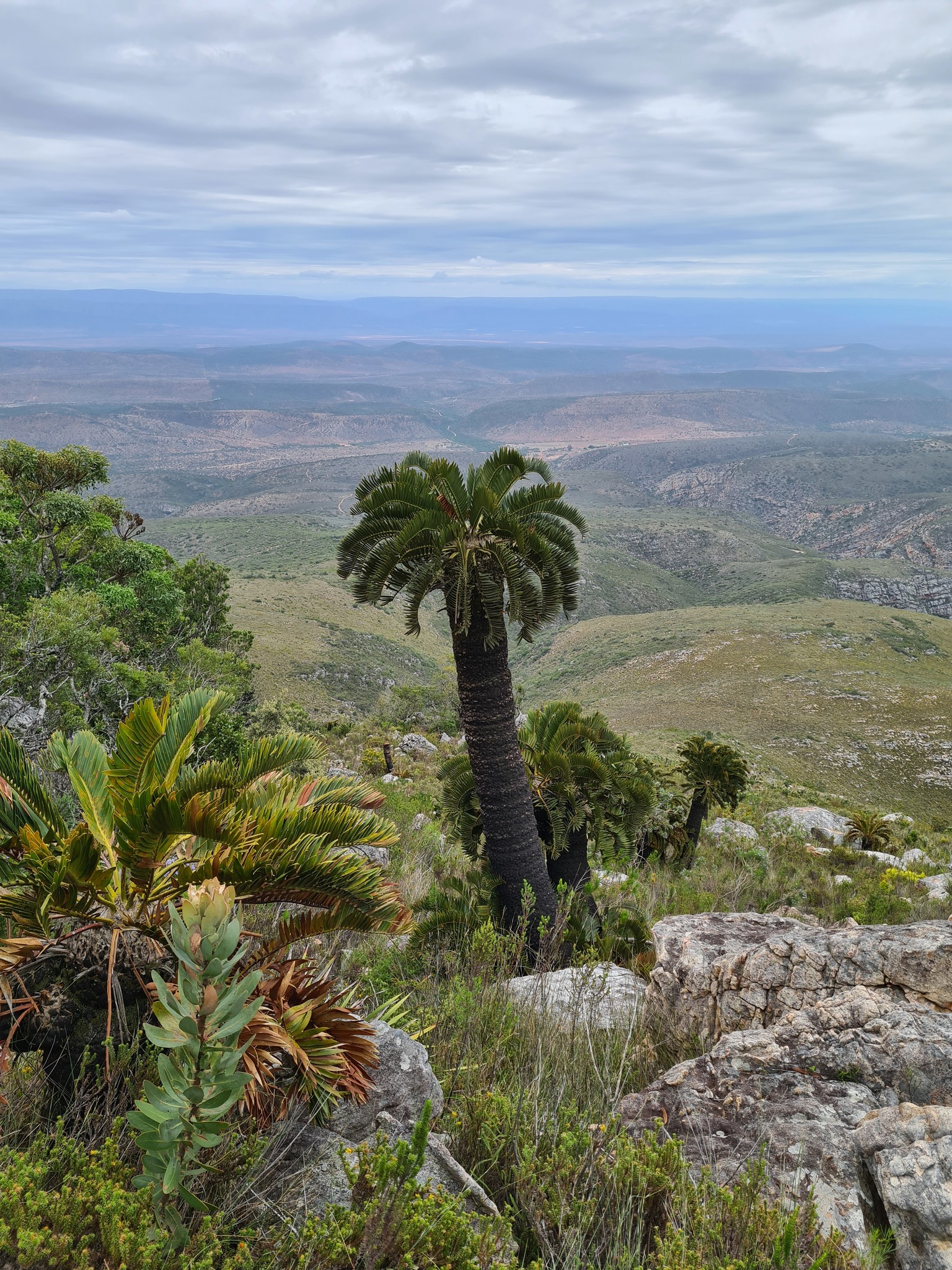 Encephalartos longifolius