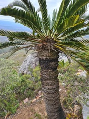 Encephalartos longifolius