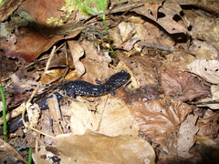 Plethodon teyahalee