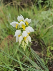 Schizochilus flexuosus