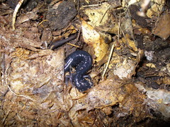 Plethodon teyahalee