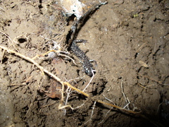 Plethodon teyahalee