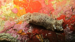 Chromodoris mandapamensis