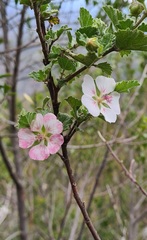 Anisodontea reflexa