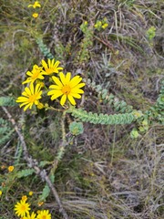 Osteospermum imbricatum