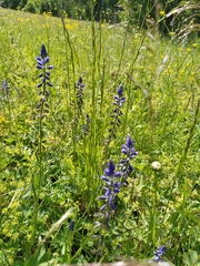 Polygala wolfgangiana