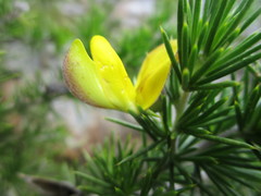 Aspalathus teres teres