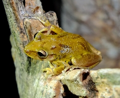Scinax x-signatus