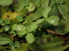 Trifolium dubium