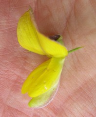 Aspalathus teres teres