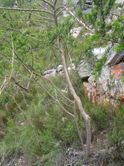 Aspalathus teres teres