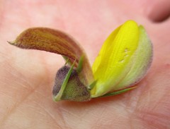 Aspalathus teres teres