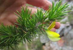 Aspalathus teres teres