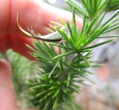 Aspalathus teres teres