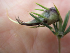 Aspalathus teres teres