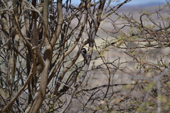 Melaniparus cinerascens