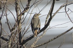 Turdus naumanni