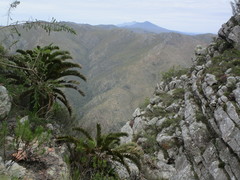 Encephalartos longifolius