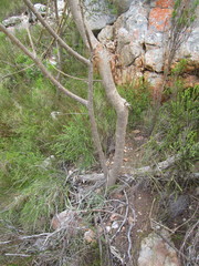 Aspalathus teres teres