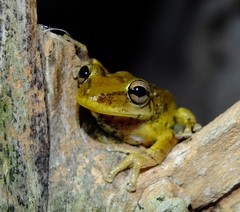 Scinax x-signatus